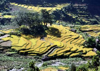 paddy Nepal, fields Nepal, terraces Nepal