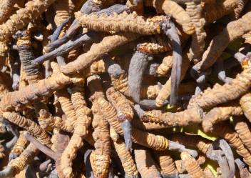 Monsoon of Himalayan Mushroom Gravy in west Nepal's Highlands