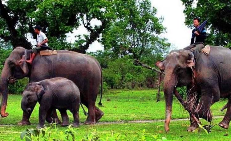 Chitwan National Park Tour