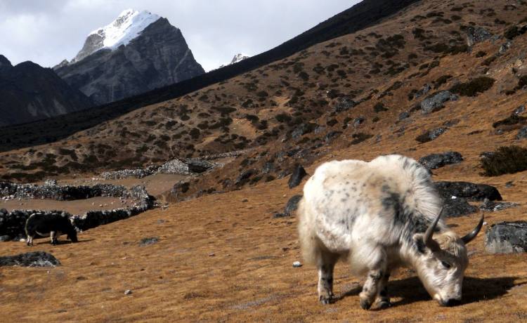 Everest Base Camp Trek