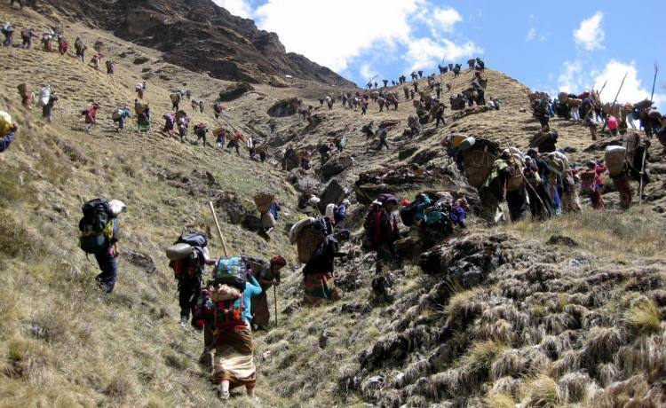 The Yarsagumba Trail