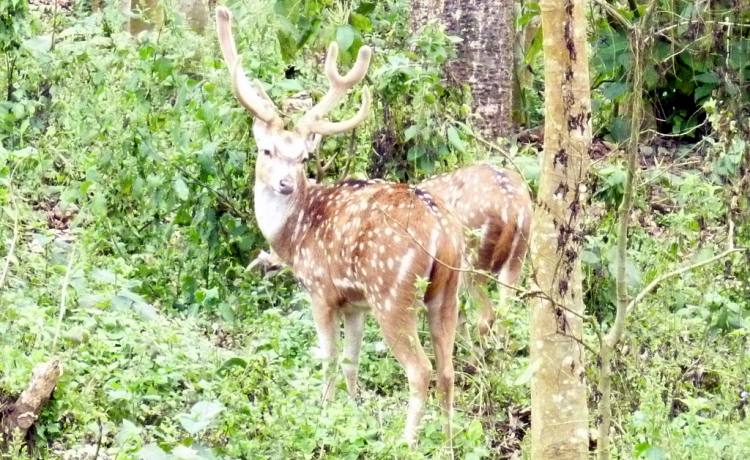 Chitwan Jungle Safari