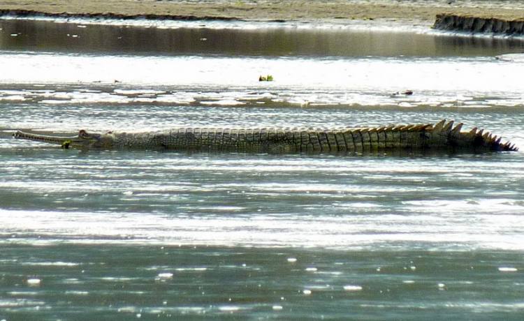 Chitwan Jungle Safari