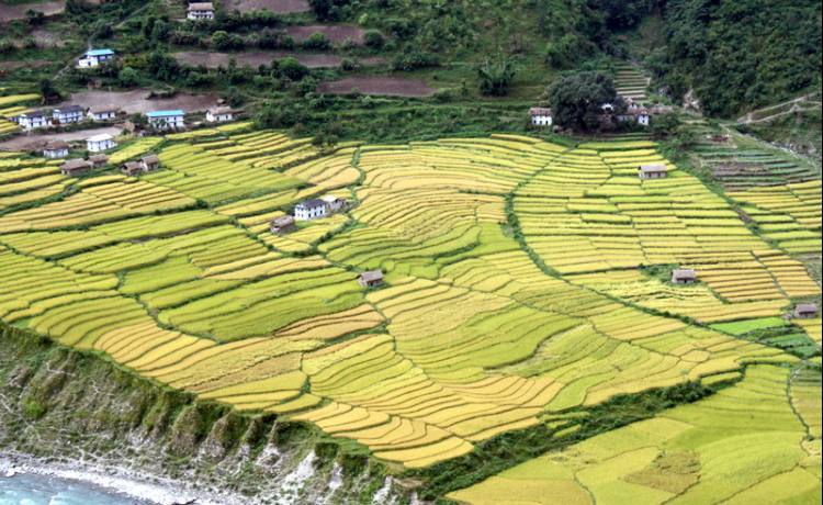 Emerald and Golden Paddy Fields of Nepal