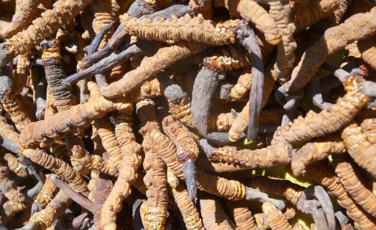 Monsoon of Himalayan Mushroom Gravy -- Yarsagumba Hunting