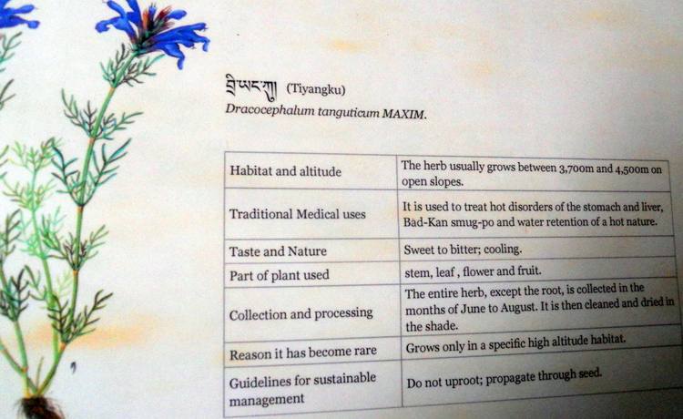 Tibetan Art of Healing (in Nepal)