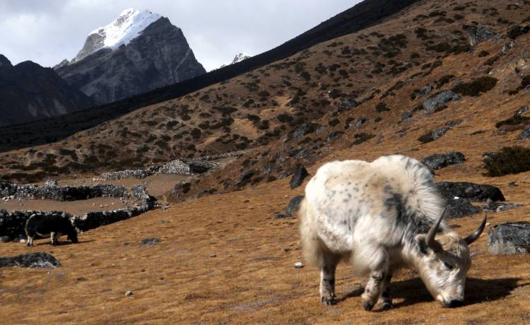 Trek the Land of Yak* Milk and Himalayan Honey